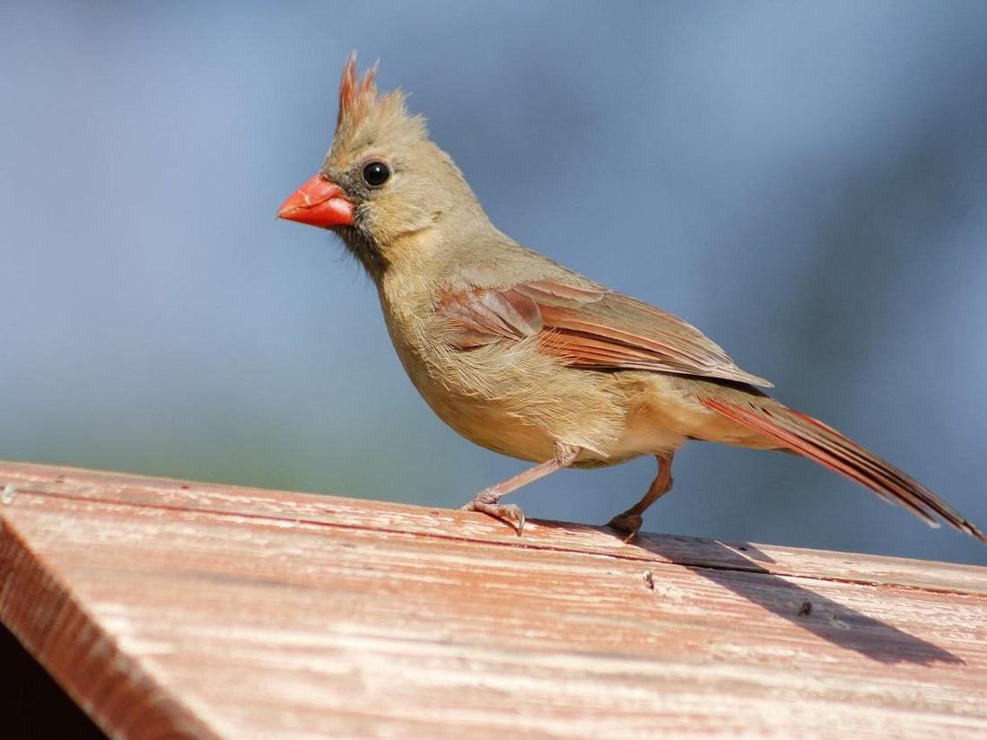 A female cardinal standing on the birdhouse.
