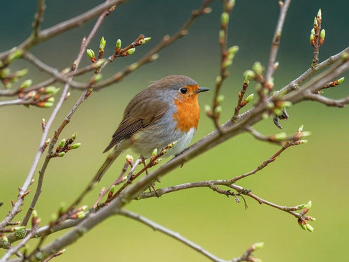 How Long Do Birds Live? Lifespans by Species, Factors & Records