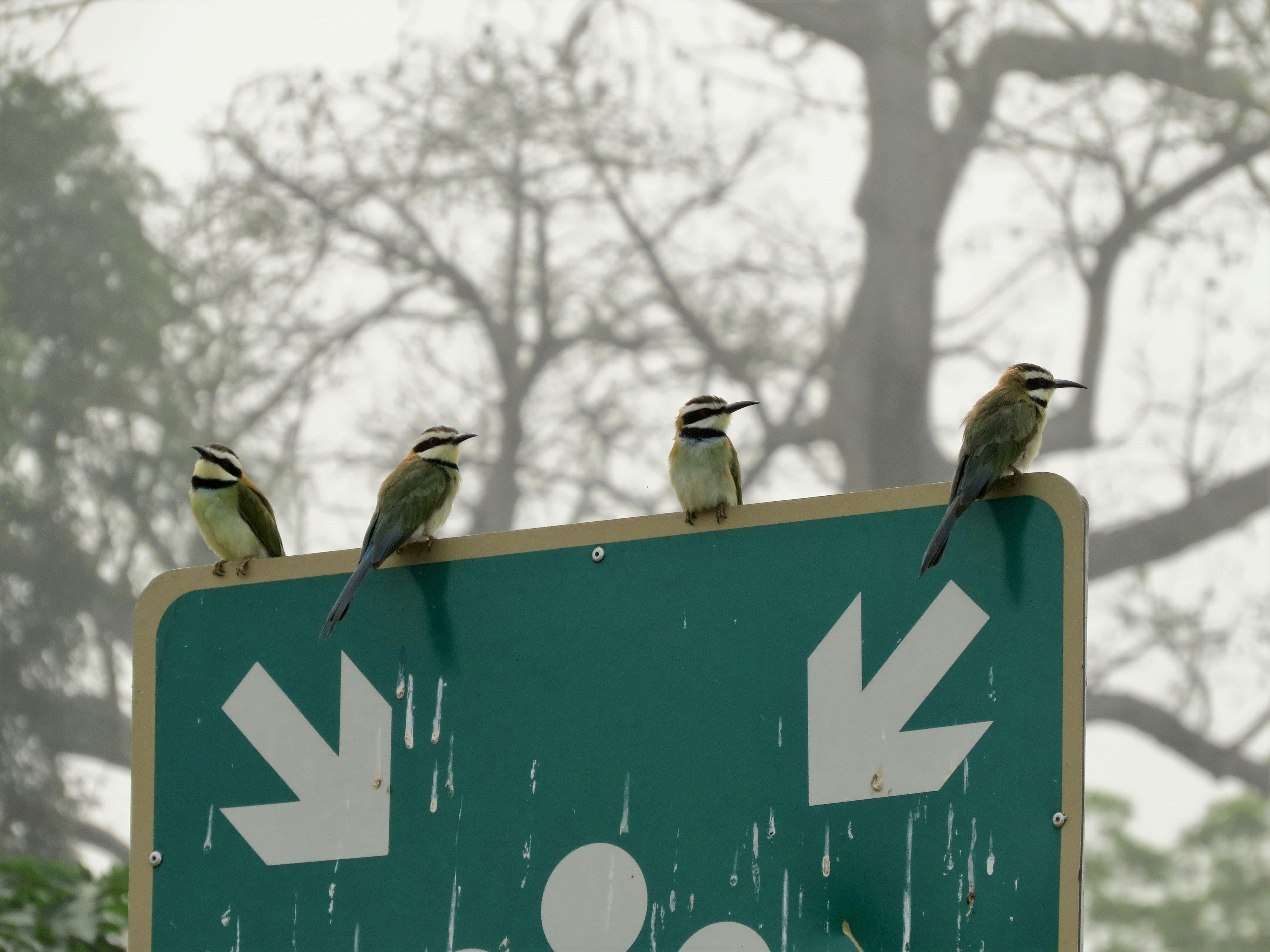 Do Birds Pee? Uncovering the Fascinating Science Behind Bird Poop – TT ...