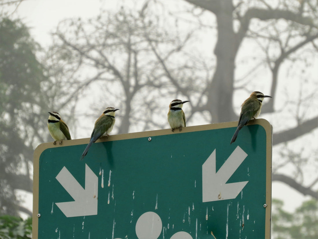 The SURPRISING Truth About Birds & Their Bathroom Habits: Do Birds Actually Pee?
