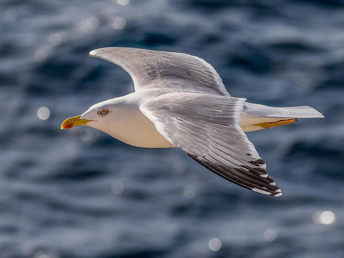 A seagull is flying over the vast ocean.