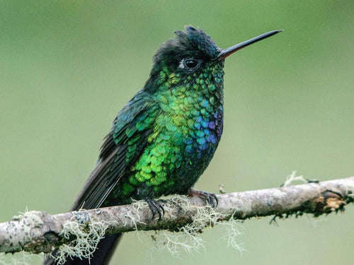 Unlocking the Hummingbird's Aerial Superpowers