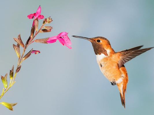 How to Make Hummingbird Food?
