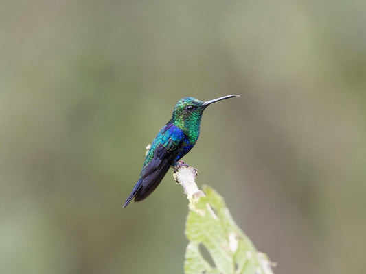 Hummingbird Migration: Everything You Want to Know