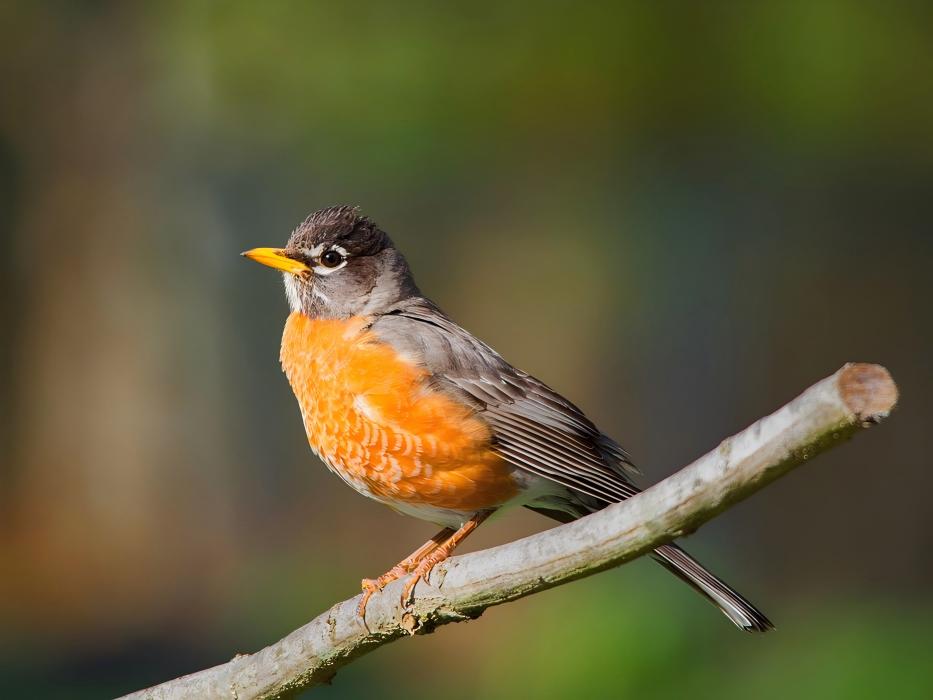 A cute robin bird is standing on a branch.