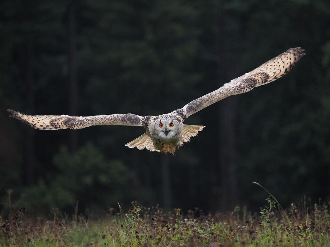 An owl soars over the grass.