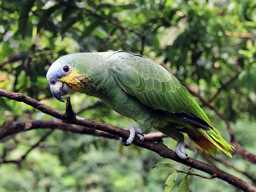 Nature’s Illusion: Why Most Green Birds Aren’t Actually Green