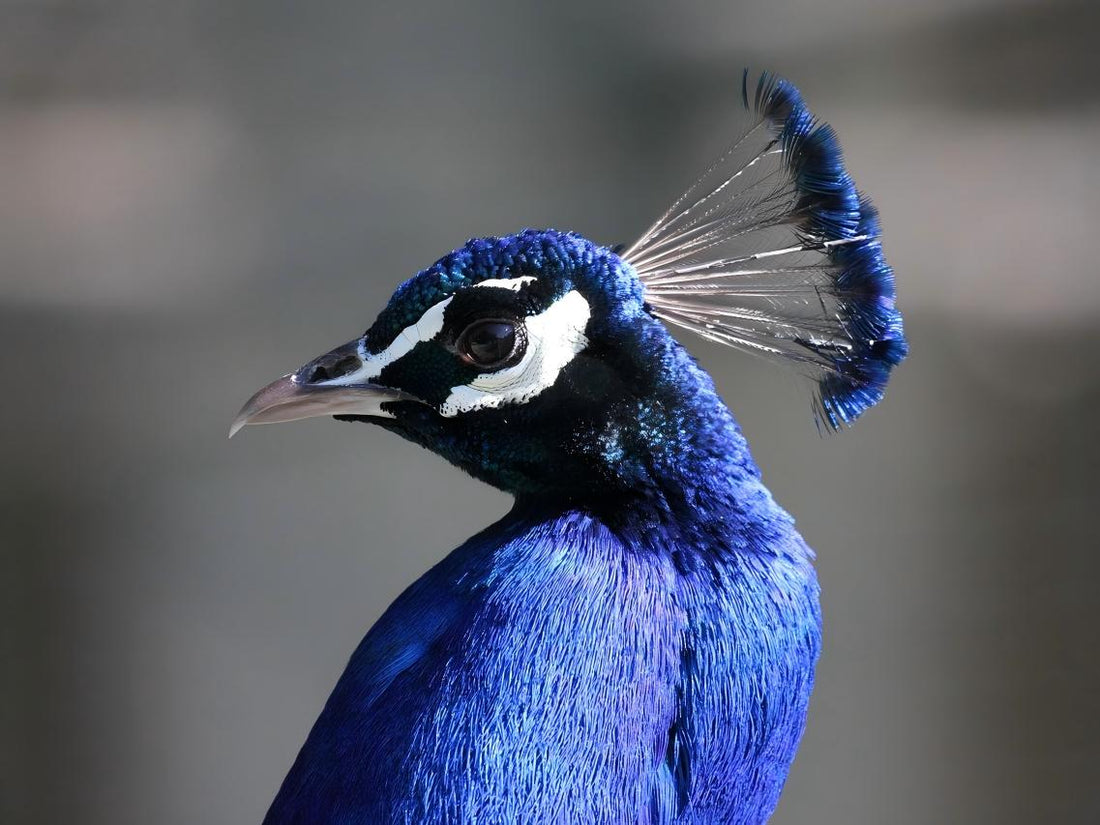 The peacock is showing off its beautiful blue-purple feathers.