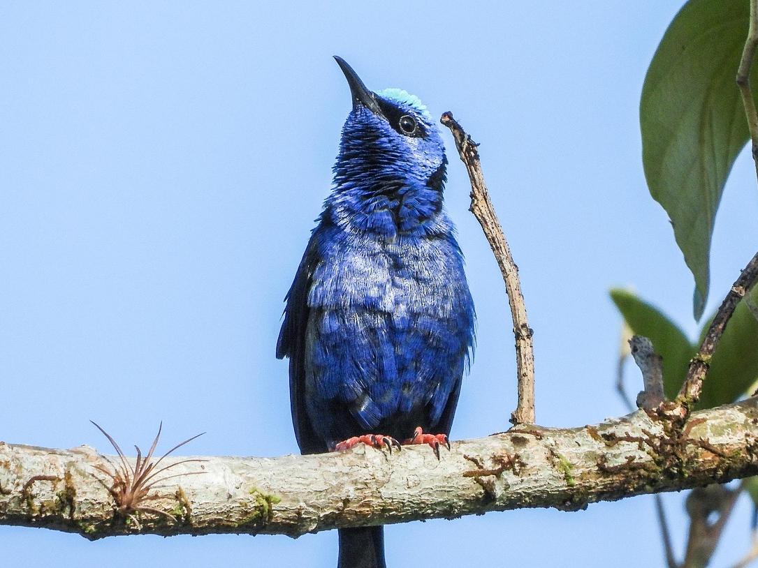 5 Most Beautiful Purple Birds You’ve Never Seen Before