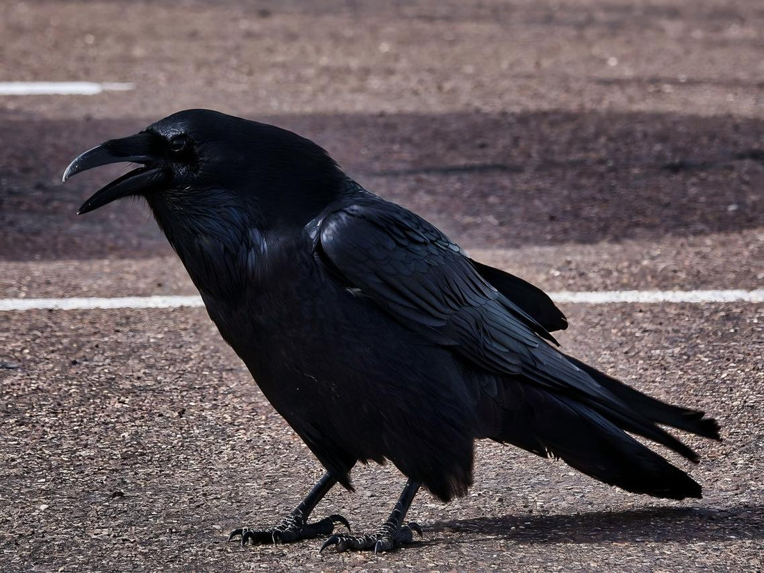 A raven bird.