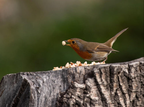 How Do Toothless Birds Chew Their Food?