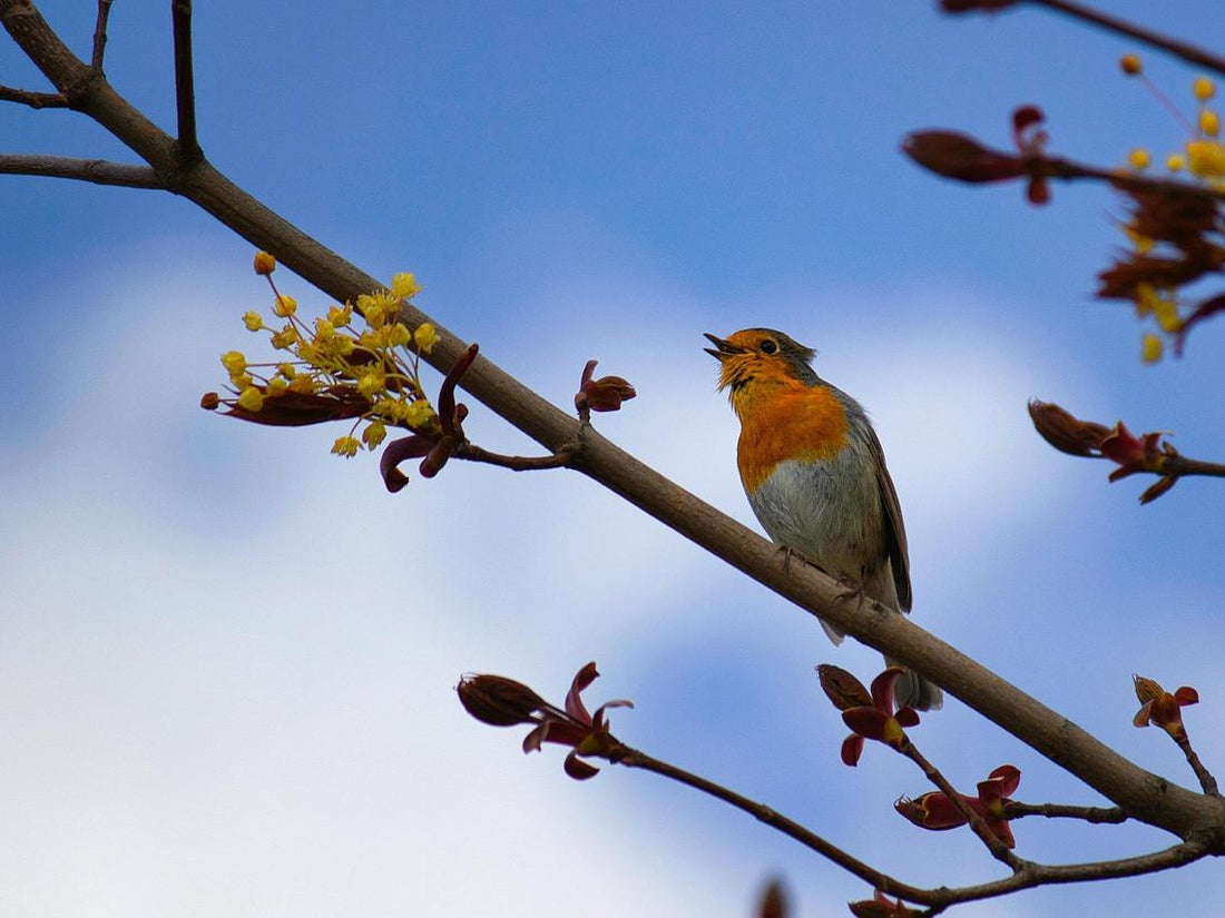 Birds Chirping Sound: Why Birds Chirp and the Benefits of Bird Sounds