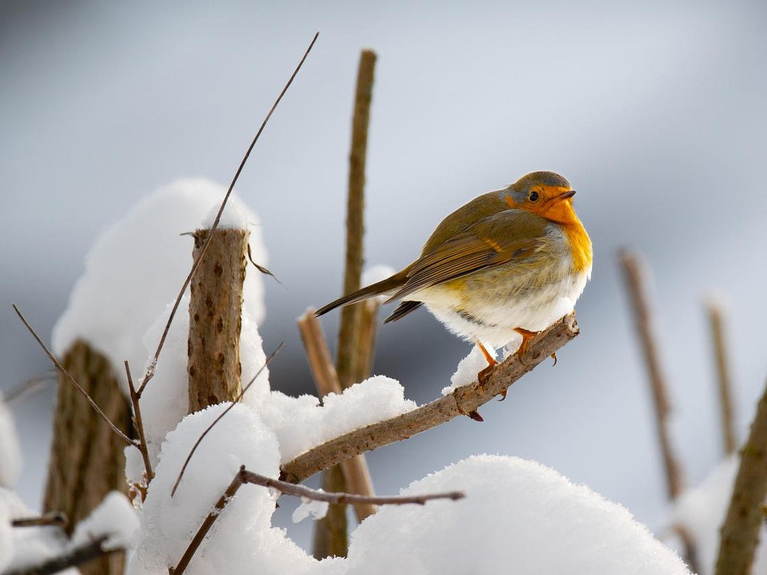 A robin in the snow.