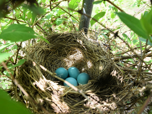 Everything You Need to Know About Robin Nests and Their Blue Eggs