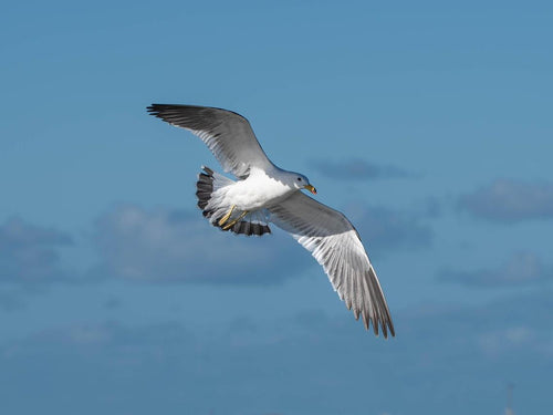 How High Do Birds Fly?