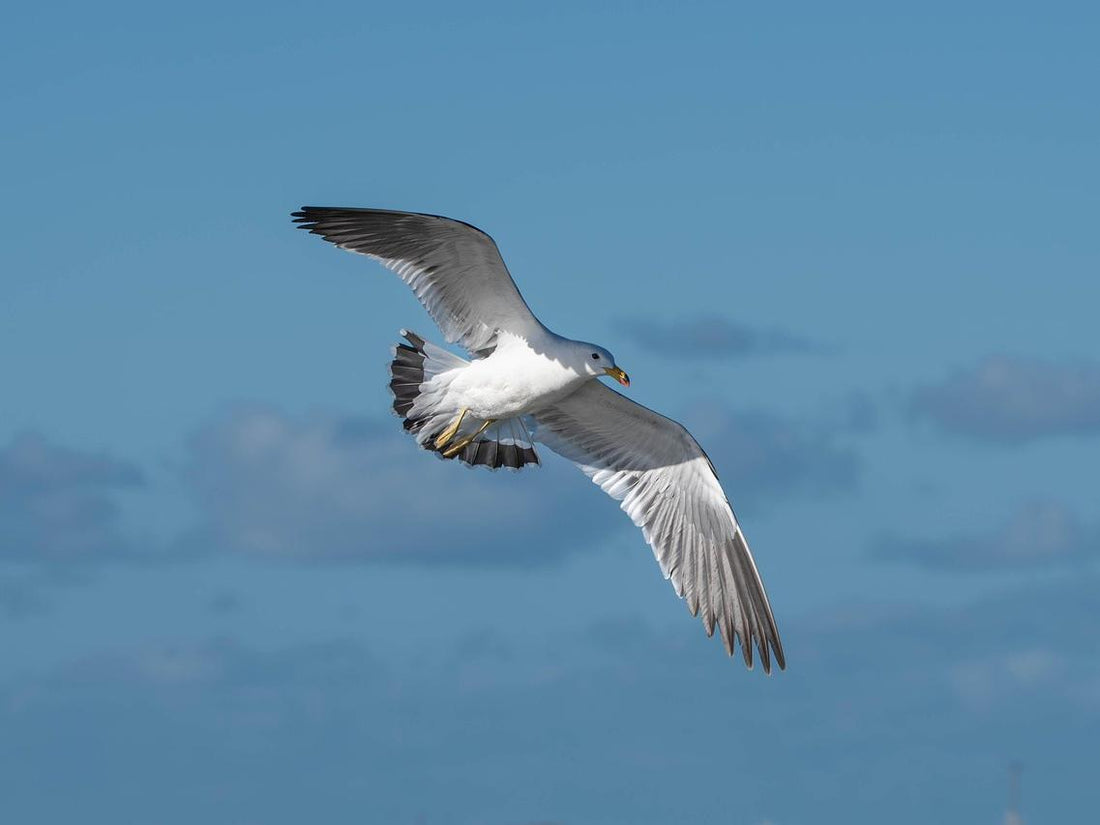 How High Do Birds Fly?