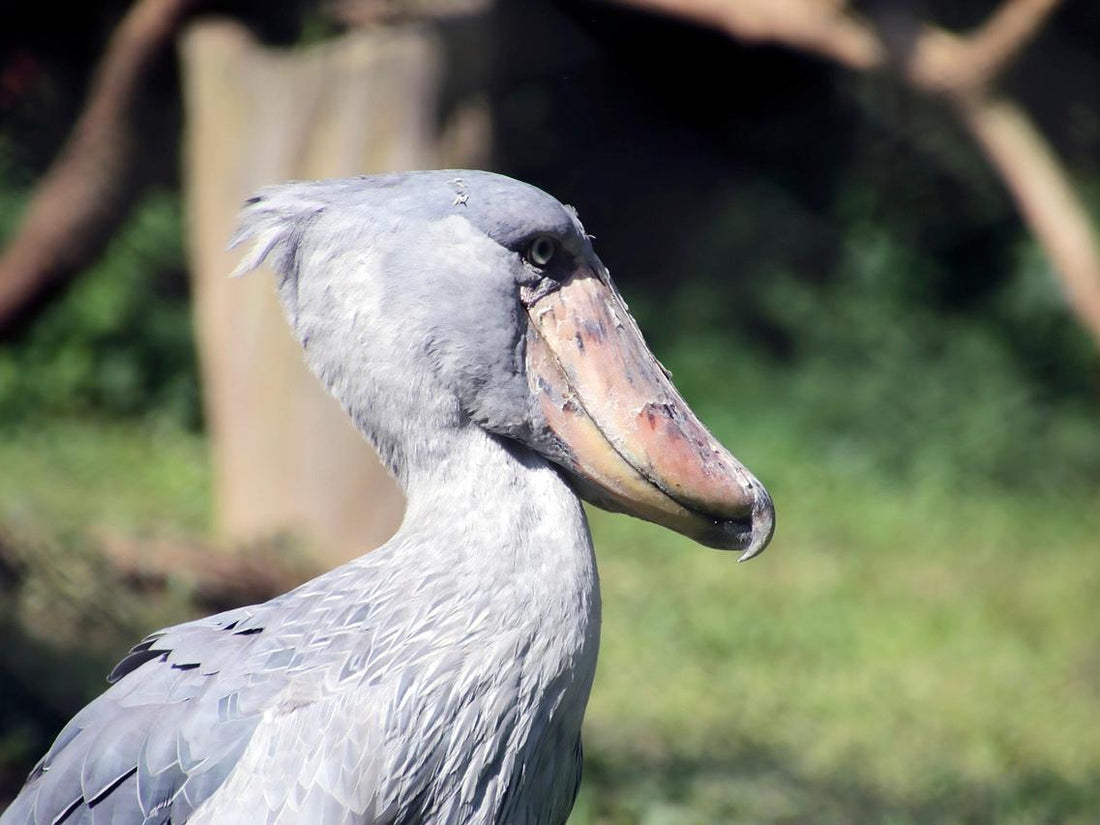 The Ugliest Birds In The World: Natural Wonders That Are So Ugly In Their Own Ways