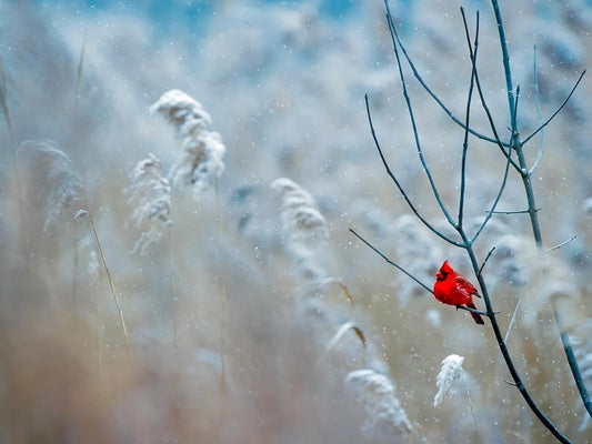 In the freezing cold outdoors, a cardinal is perched on a tree to keep warm.