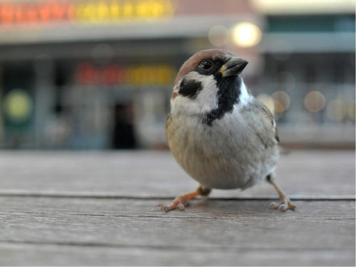 When Do Birds Wake Up?
