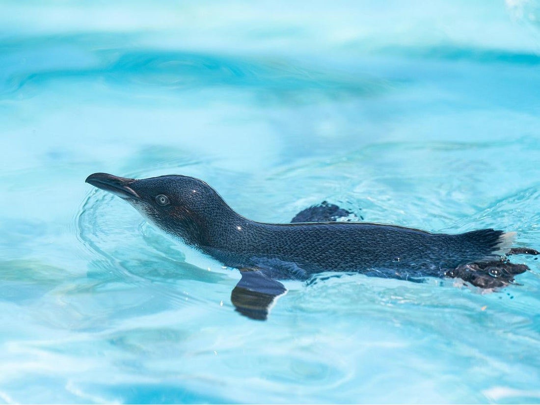 Flightless Birds: 10 Fascinating Species That Prove Wings Aren’t Just for Flying