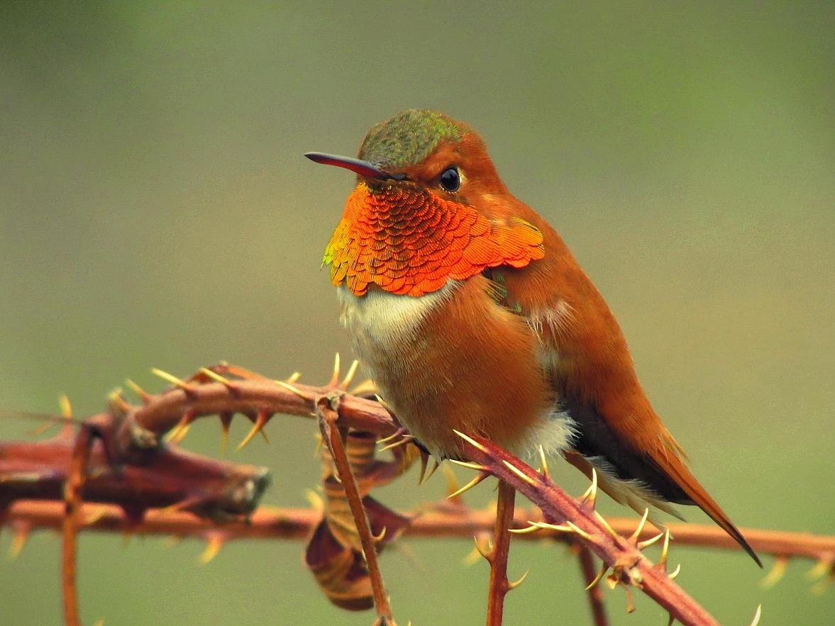 Hummingbird Bird Represents Hummingbird Meaning: Symbolism, Spirit, and Life Lessons – TT Nature