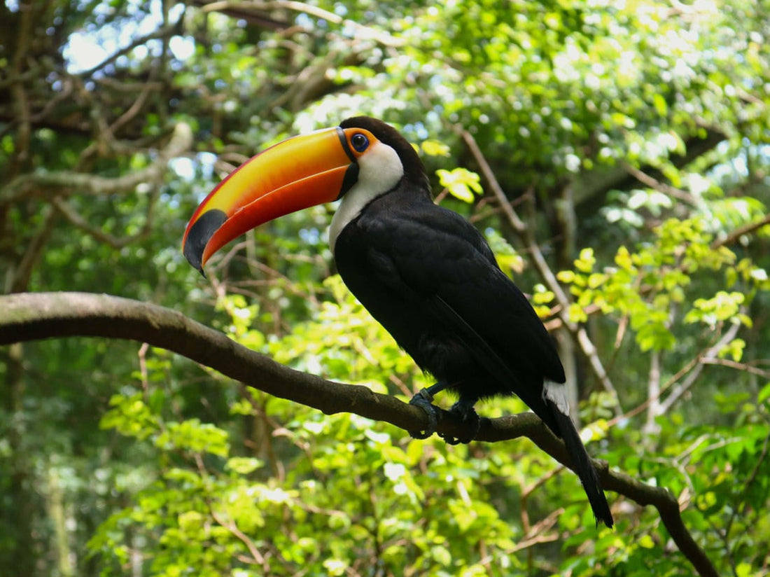 The Fascinating World of Bird Beaks: Shapes, Functions, and Backyard Insights