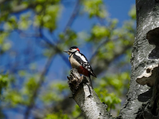 What is Woodpecker Spiritual Meaning? Symbolism in Different Cultures and Seasons