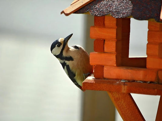 A woodpecker stands beside the bird feeder.