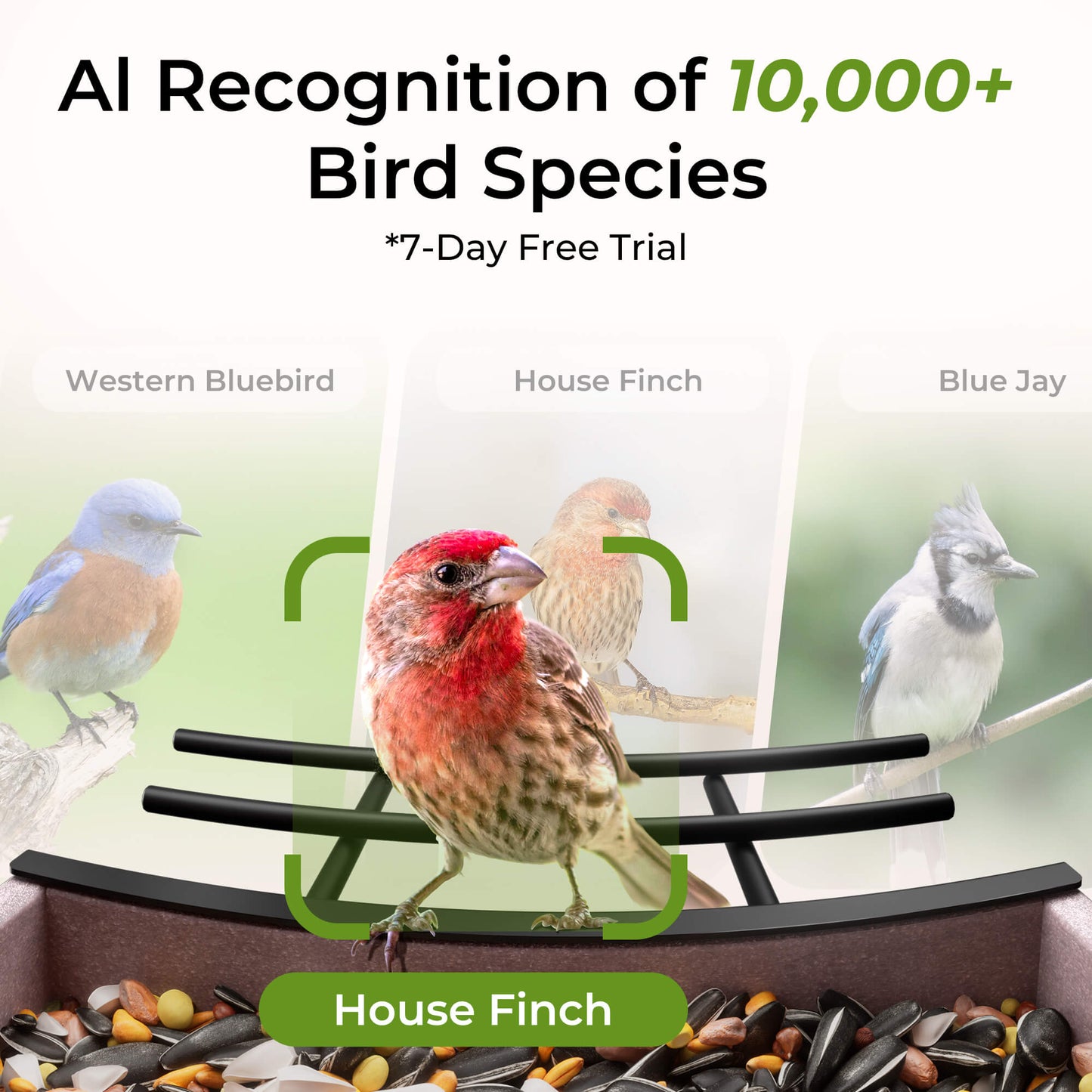 HDPE Bird Feeder 2