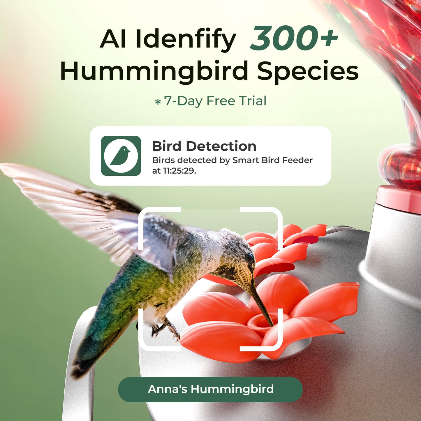 Hummingbird Feeder Pro 4